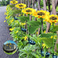 🌻 IDŐKORLÁTOS 50%-KEDVEZMÉNY! ✨ Napraforgó alakú napelemes lámpák – automatikus be-/kikapcsolás, 14 órás világítás, IP65 vízálló ☀️